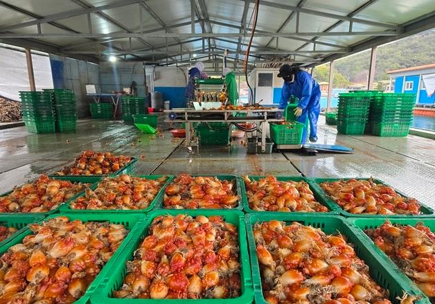 "2년 만에 나온 바다의 봄" 멍게수협 올해 초매식