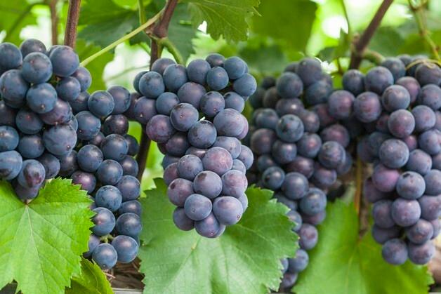 "품질 고급화"…안산시, 지역 대표 특산물 7선 소개