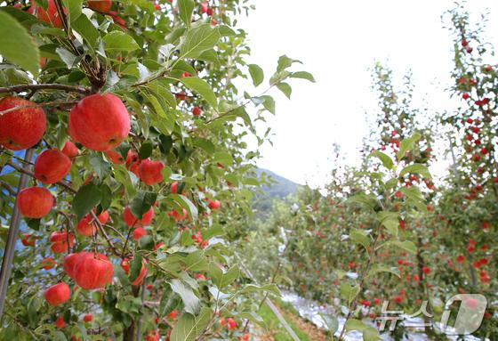 충주시농협조합공동사업법인, 로컬푸드 활성화 중점 추진