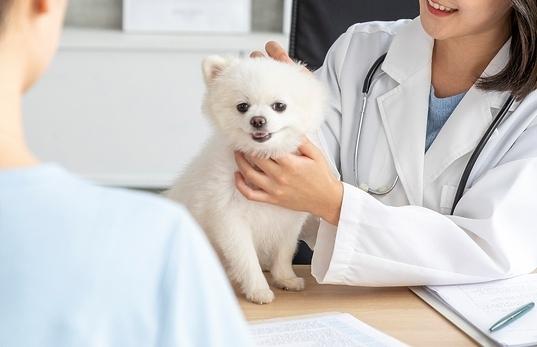 수술 어려운 반려견 암, 먹는 표적항암제로 생존기간 늘렸다