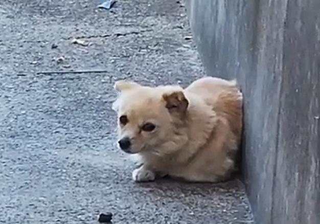 시멘트 바닥에 웅크린 채 바들바들…누리꾼들이 살려낸 강아지