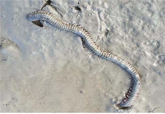 갯벌 정화하는 '흰이빨참갯지렁이'…3월 이달의 해양생물로 선정