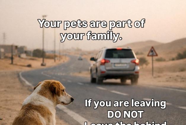 유기·파양·안락사…중동 피난길 반려동물들 덮친 3가지 비극 