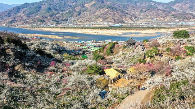 광양매화마을, '한국관광 100선' 타고 다시 주목받는 봄 여행지