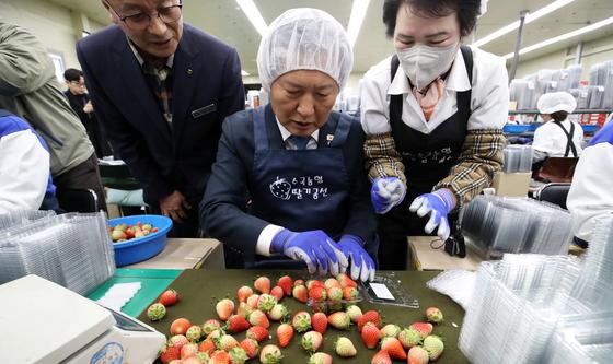 정청래 '딸기 선별합니다'