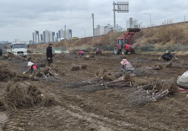 경산 묘목단지 출하 시작…배·호두·밤 묘목 전년 대비 40% ↑