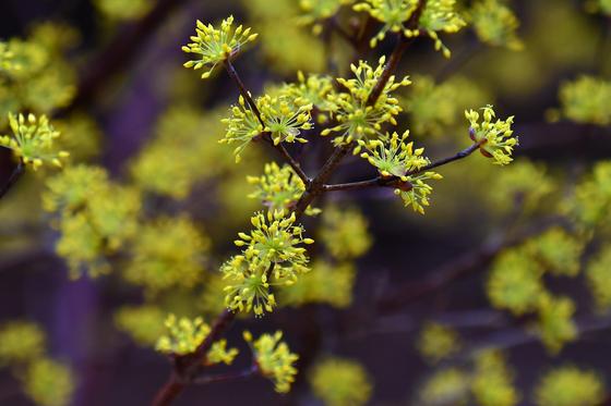 [오늘의 날씨] 대구·경북(3일, 화)…비 또는 눈, 낮 최고 7~13도