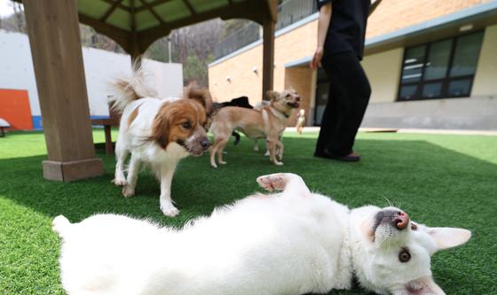 국제 강아지의 날