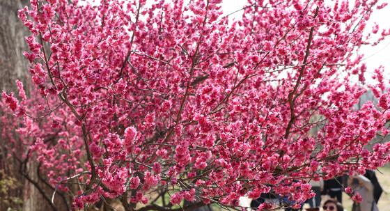 출근길 안개·미세먼지 나쁨…낮 23도, 일교차 큰 봄날씨