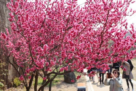 출근길 안개·미세먼지 나쁨…낮 23도, 일교차 큰 봄날씨