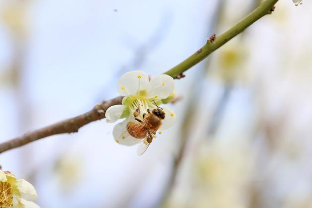 [오늘의 날씨] 전북(2일, 목)…오전 짙은 안개, 일교차 커