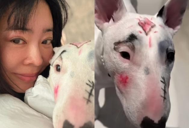 이혜영, 반려견에 메이크업 논란 일자 삭제…"동물 학대" 비판 쇄도 [N이슈] 