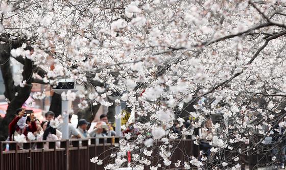 진해군항제 찾은 관광객들