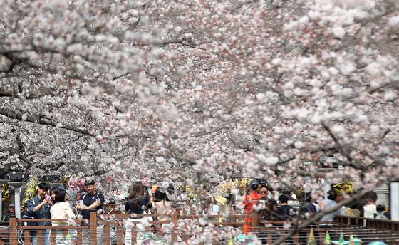 [뉴스1 PICK]전국 최대 벚꽃 향연, 제64회 진해군항제 개막…'도시 전체가 봄빛'