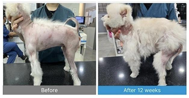 "부작용 없이 피부 재생"…엑소좀 치료, 반려동물 시장 바꿀까