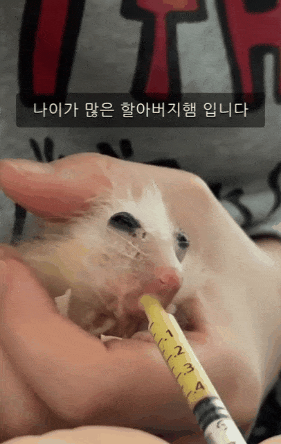 스스로 먹이를 먹지 못하는 골무에게 보호자가 음식을 먹이고 있다(인스타그램 golmu.ham 제공) ⓒ 뉴스1