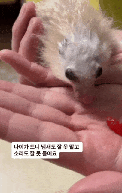 장수 햄스터 골무가 딸기를 먹고 있다(인스타그램 golmu.ham 제공) ⓒ 뉴스1