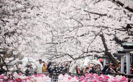 [뉴스1 PICK]전국은 봄꽃 향연…서울 벚꽃은 4월 10일 절정