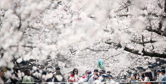 서울 벚꽃 '공식' 개화…지난해보다 엿새 빨리 피었다