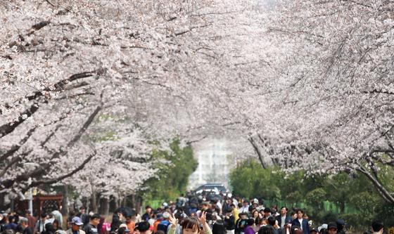 진해군항제 '벚꽃 나들이'
