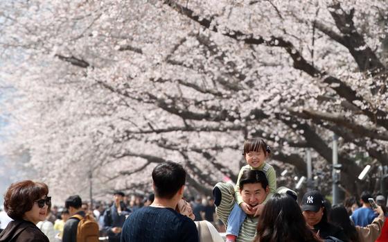 다음주 분홍 물결 절정…봄비 소식에 '벌써 벚꽃엔딩' 걱정