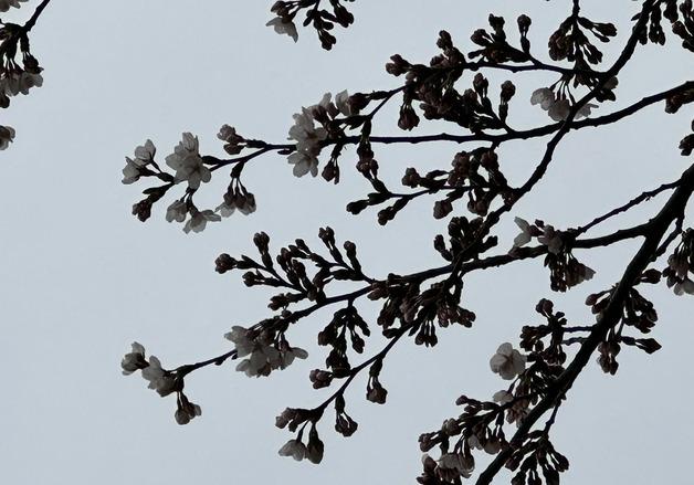 서울 벚꽃 '공식' 개화…지난해보다 6일 빨리 피었다