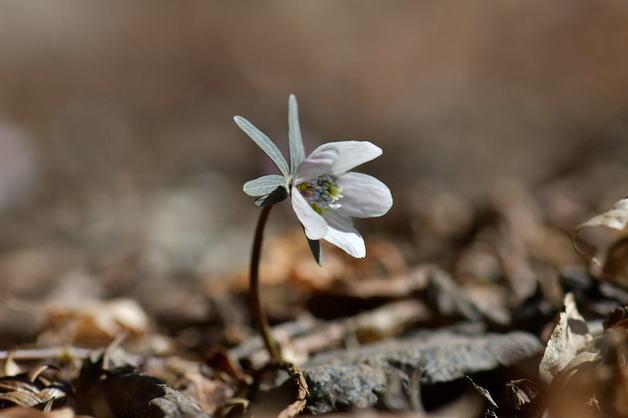 진달래 4월 3일·벚꽃 7일 만개…꽃샘추위가 늦춘 '봄꽃 지도'