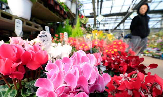 경칩 앞둔 꽃시장 '봄이 왔어요'