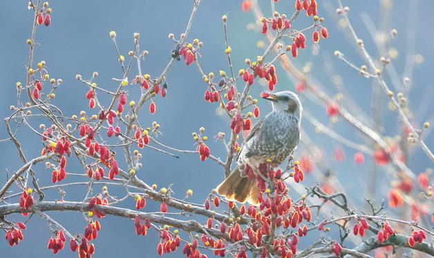 어느새 찾아온 봄...산수유 열매 머금은 직박구리