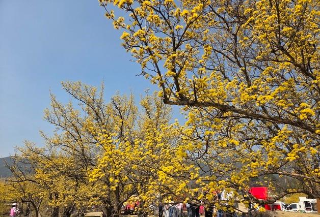 구례산수유꽃축제 14~22일까지 개최…화이트데이날 '팡파르'