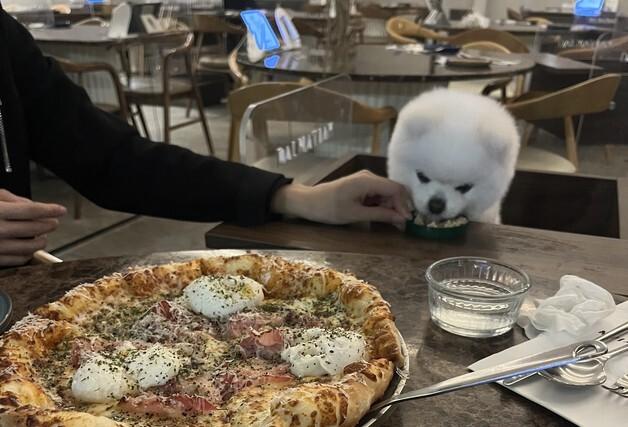 경기도, 3월부터 식당·카페 '반려동물 동반' 허용…위생 점검 강화