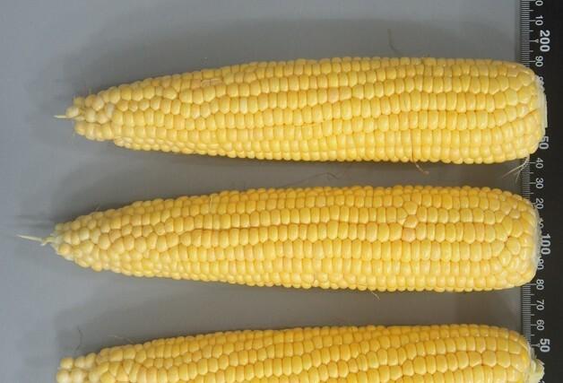 경북농업기술원, 당도 높은 초당옥수수 ‘청밀옥’ 개발