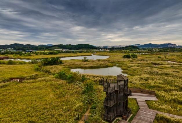 육상 식물보다 탄소흡수 50배 빠른 염생식물, 인천 소래습지에 파종