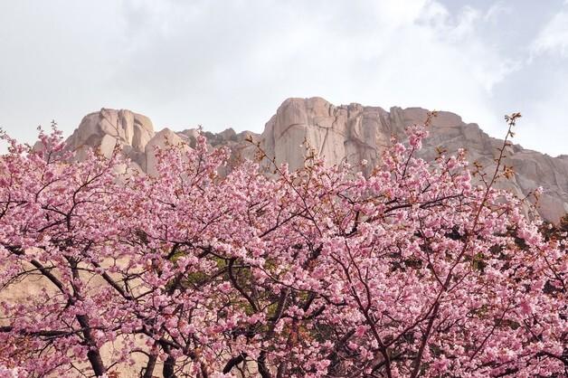 설악산·영랑호 수놓는 벚꽃 시즌…카시아 속초 '미식 콘텐츠' 눈길