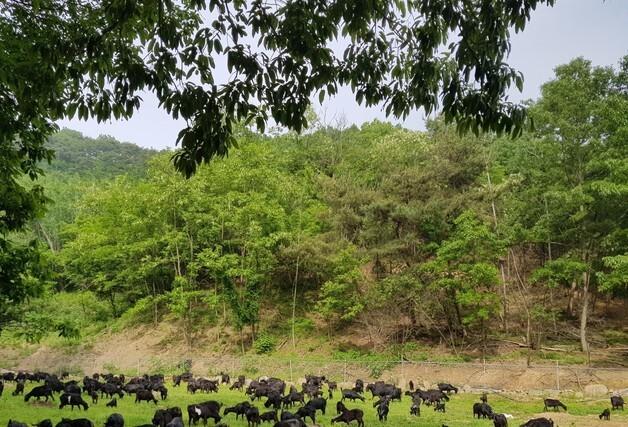 임실군, 염소 농가 지원사업 추진…"시설 현대화·체계적 혈통관리"