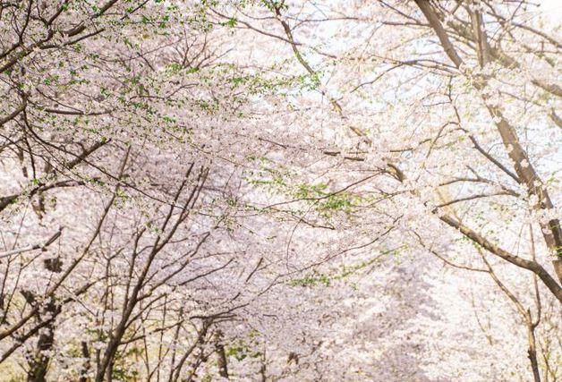 근현대 명소부터 섬까지…지루할 틈 없는 인천 '벚꽃 지도'