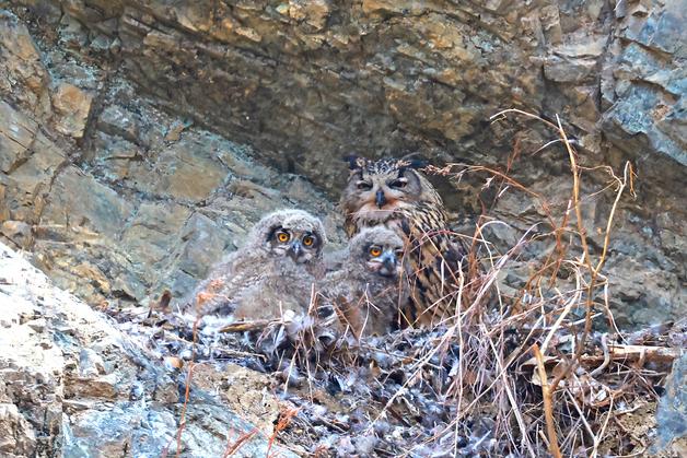 울산 울주군서 수리부엉이 4형제 포착…이례적 번식 성공