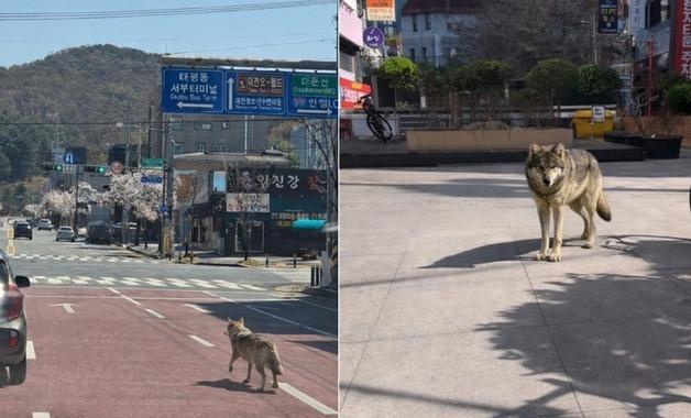 "늑구, 청주까지 갔다고?"…오월드 탈출 늑대 가짜 사진에 수색 혼선   