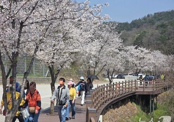 '벚꽃터널'부터 '튤립물결'까지…전국 곳곳 화사한 봄나들이(종합)