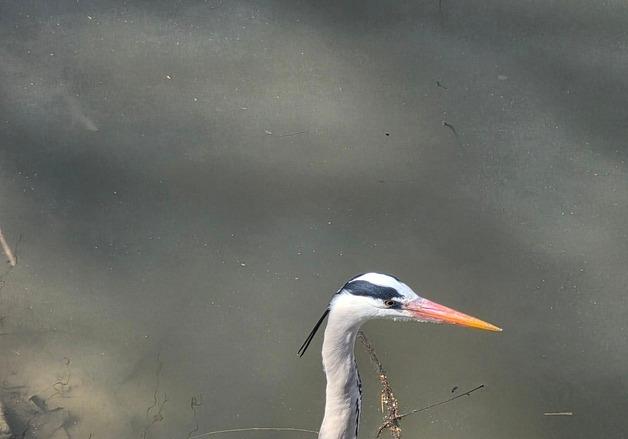 서울 한강에 왜가리 번식…수달·삵도 돌아왔다