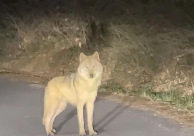 '탈출 늑대' 늑구, 마취총 빗나가…"날쌔고 건강, 4m 벽도 넘어"(종합)