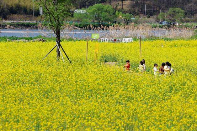 광주 황룡강 생태정원 노란 꽃물결 일렁…유채꽃 만개