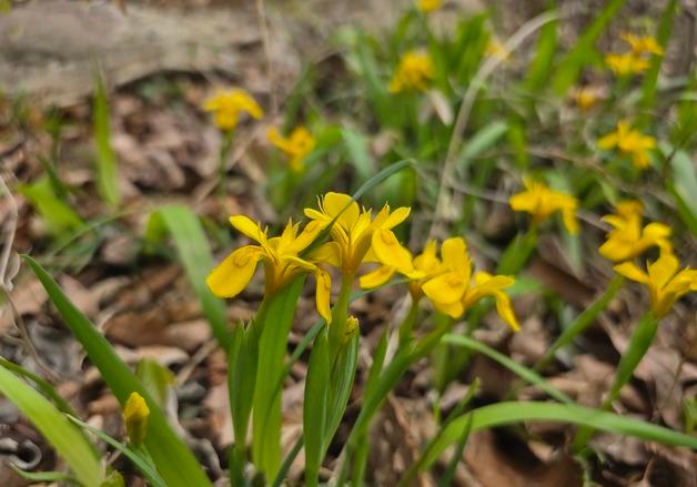 내장산에도 찾아온 봄, 멸종위기 야생생물 '노랑붓꽃' 개화
