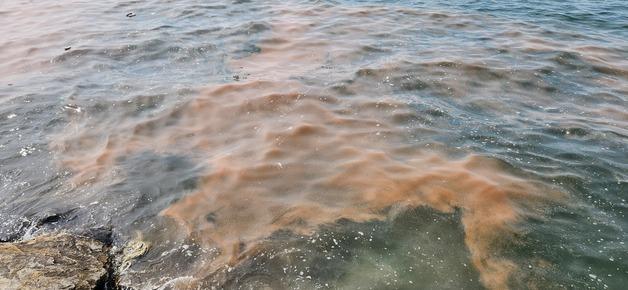 안산 시화나래 인근 바다 '주황색 띠' 정체는 야광충…"독성 없어"