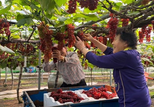 대전서 씨없는 ‘델라웨어’ 포도 전국 첫 출하 