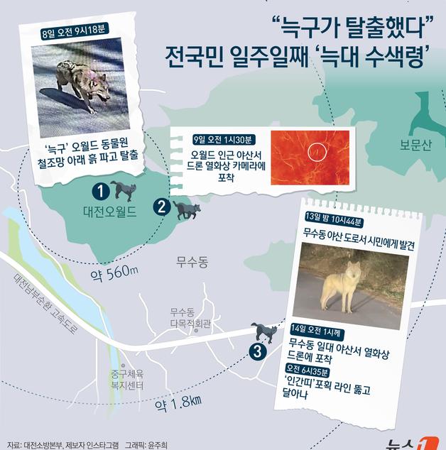 [오늘의 그래픽]"늑구가 탈출했다"…전국민 일주일째 '늑대 수색령'