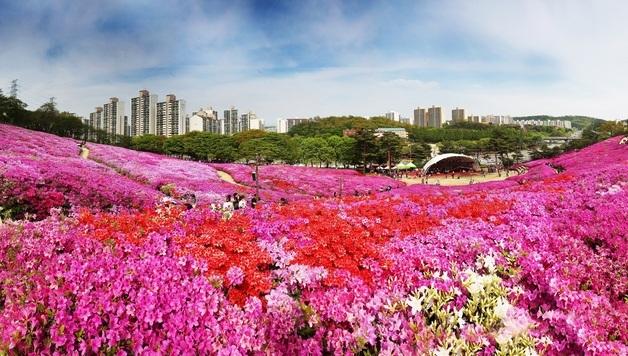 군포 '2026 철쭉축제' 18일 개막…막바지 준비 속도