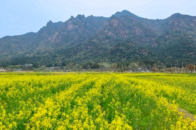 "유채꽃 한 송이에 봄을"…영암군 유채꽃 축제 18일 개막