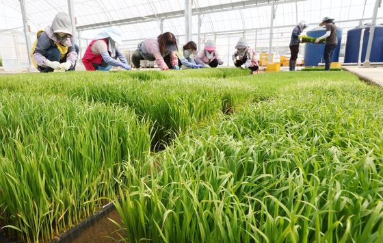 [뉴스1 PICK] 곡우(穀雨) 본격적인 영농철 시작, 낮엔 초여름 더위…일교차 20도 안팎