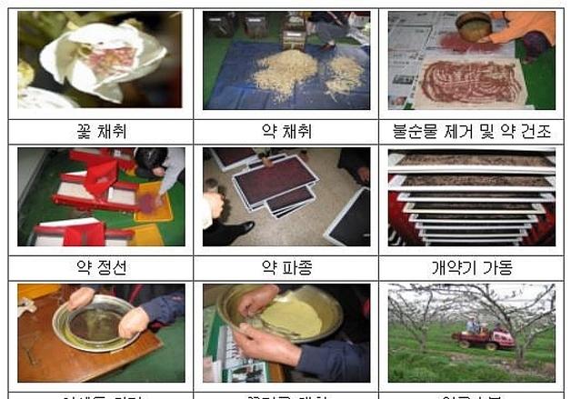 괴산군, 개화기 저온 피해 대비 '꽃가루 은행' 운영